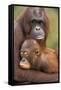 Orangutan Mother with Baby-null-Framed Stretched Canvas