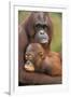 Orangutan Mother with Baby-null-Framed Photographic Print