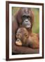 Orangutan Mother with Baby-null-Framed Photographic Print