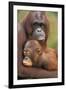 Orangutan Mother with Baby-null-Framed Photographic Print