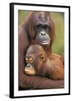 Orangutan Mother with Baby-null-Framed Photographic Print