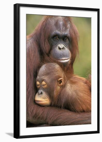 Orangutan Mother with Baby-null-Framed Photographic Print