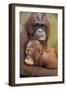 Orangutan Mother with Baby-null-Framed Photographic Print