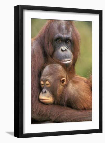Orangutan Mother with Baby-null-Framed Photographic Print