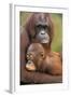 Orangutan Mother with Baby-null-Framed Photographic Print