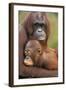 Orangutan Mother with Baby-null-Framed Photographic Print