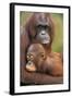 Orangutan Mother with Baby-null-Framed Photographic Print