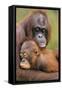 Orangutan Mother with Young-null-Framed Stretched Canvas