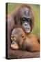 Orangutan Mother with Young-null-Stretched Canvas