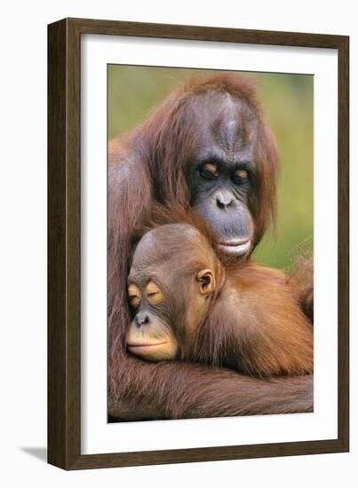 Orangutan Mother with Young-null-Framed Photographic Print