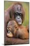 Orangutan Mother with Young-null-Mounted Photographic Print