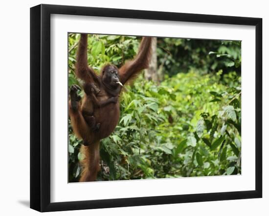 Orangutan (Pongo Borneo), Sabah, Borneo, Malaysia, Southeast Asia, Asia-Jochen Schlenker-Framed Photographic Print