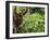 Orangutan (Pongo Borneo), Sabah, Borneo, Malaysia, Southeast Asia, Asia-Jochen Schlenker-Framed Photographic Print