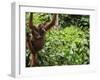 Orangutan (Pongo Borneo), Sabah, Borneo, Malaysia, Southeast Asia, Asia-Jochen Schlenker-Framed Photographic Print