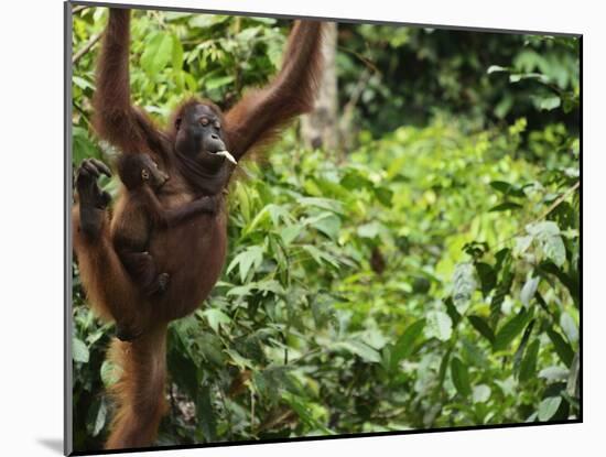 Orangutan (Pongo Borneo), Sabah, Borneo, Malaysia, Southeast Asia, Asia-Jochen Schlenker-Mounted Photographic Print