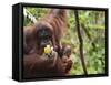 Orangutan (Pongo Borneo), Semenggoh Wildlife Reserve, Sarawak, Borneo, Malaysia-Jochen Schlenker-Framed Stretched Canvas