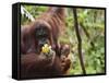 Orangutan (Pongo Borneo), Semenggoh Wildlife Reserve, Sarawak, Borneo, Malaysia-Jochen Schlenker-Framed Stretched Canvas