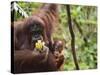Orangutan (Pongo Borneo), Semenggoh Wildlife Reserve, Sarawak, Borneo, Malaysia-Jochen Schlenker-Stretched Canvas