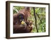 Orangutan (Pongo Borneo), Semenggoh Wildlife Reserve, Sarawak, Borneo, Malaysia-Jochen Schlenker-Framed Photographic Print