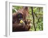 Orangutan (Pongo Borneo), Semenggoh Wildlife Reserve, Sarawak, Borneo, Malaysia-Jochen Schlenker-Framed Photographic Print