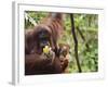 Orangutan (Pongo Borneo), Semenggoh Wildlife Reserve, Sarawak, Borneo, Malaysia-Jochen Schlenker-Framed Photographic Print