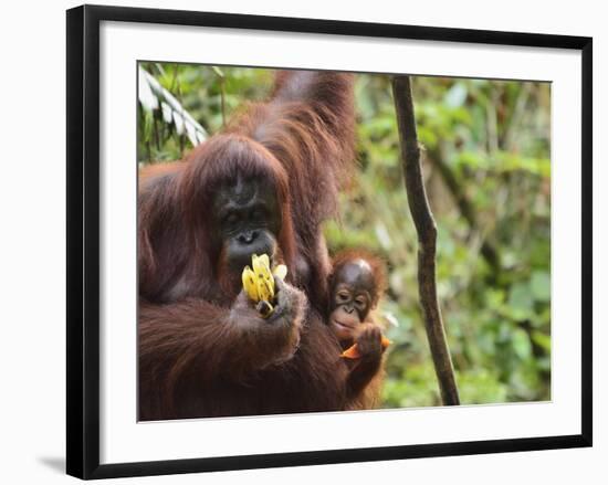 Orangutan (Pongo Borneo), Semenggoh Wildlife Reserve, Sarawak, Borneo, Malaysia-Jochen Schlenker-Framed Photographic Print