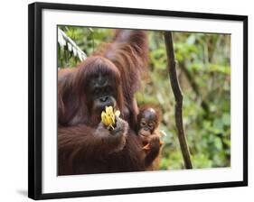 Orangutan (Pongo Borneo), Semenggoh Wildlife Reserve, Sarawak, Borneo, Malaysia-Jochen Schlenker-Framed Photographic Print