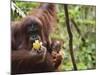 Orangutan (Pongo Borneo), Semenggoh Wildlife Reserve, Sarawak, Borneo, Malaysia-Jochen Schlenker-Mounted Photographic Print