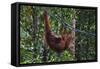 Orangutan (Pongo Pygmaeus) at the Semenggok Orangutan Rehabilitation Center-Craig Lovell-Framed Stretched Canvas