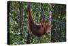 Orangutan (Pongo Pygmaeus) at the Semenggok Orangutan Rehabilitation Center-Craig Lovell-Stretched Canvas