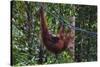 Orangutan (Pongo Pygmaeus) at the Semenggok Orangutan Rehabilitation Center-Craig Lovell-Stretched Canvas