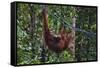 Orangutan (Pongo Pygmaeus) at the Semenggok Orangutan Rehabilitation Center-Craig Lovell-Framed Stretched Canvas