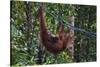 Orangutan (Pongo Pygmaeus) at the Semenggok Orangutan Rehabilitation Center-Craig Lovell-Stretched Canvas