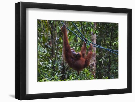 Orangutan (Pongo Pygmaeus) at the Semenggok Orangutan Rehabilitation Center-Craig Lovell-Framed Premium Photographic Print