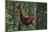 Orangutan (Pongo Pygmaeus) at the Semenggok Orangutan Rehabilitation Center-Craig Lovell-Mounted Premium Photographic Print