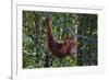 Orangutan (Pongo Pygmaeus) at the Semenggok Orangutan Rehabilitation Center-Craig Lovell-Framed Photographic Print