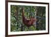 Orangutan (Pongo Pygmaeus) at the Semenggok Orangutan Rehabilitation Center-Craig Lovell-Framed Photographic Print