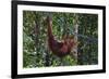 Orangutan (Pongo Pygmaeus) at the Semenggok Orangutan Rehabilitation Center-Craig Lovell-Framed Photographic Print