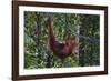 Orangutan (Pongo Pygmaeus) at the Semenggok Orangutan Rehabilitation Center-Craig Lovell-Framed Photographic Print