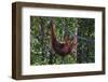 Orangutan (Pongo Pygmaeus) at the Semenggok Orangutan Rehabilitation Center-Craig Lovell-Framed Photographic Print