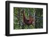 Orangutan (Pongo Pygmaeus) at the Semenggok Orangutan Rehabilitation Center-Craig Lovell-Framed Photographic Print