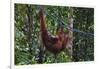 Orangutan (Pongo Pygmaeus) at the Semenggok Orangutan Rehabilitation Center-Craig Lovell-Framed Photographic Print