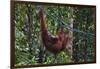 Orangutan (Pongo Pygmaeus) at the Semenggok Orangutan Rehabilitation Center-Craig Lovell-Framed Photographic Print