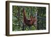 Orangutan (Pongo Pygmaeus) at the Semenggok Orangutan Rehabilitation Center-Craig Lovell-Framed Photographic Print