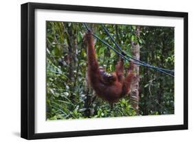 Orangutan (Pongo Pygmaeus) at the Semenggok Orangutan Rehabilitation Center-Craig Lovell-Framed Photographic Print