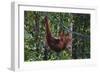 Orangutan (Pongo Pygmaeus) at the Semenggok Orangutan Rehabilitation Center-Craig Lovell-Framed Photographic Print