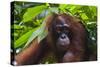 Orangutan (Pongo Pygmaeus) at the Sepilok Orangutan Rehabilitation Center-Craig Lovell-Stretched Canvas