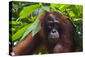 Orangutan (Pongo Pygmaeus) at the Sepilok Orangutan Rehabilitation Center-Craig Lovell-Stretched Canvas