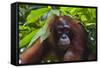 Orangutan (Pongo Pygmaeus) at the Sepilok Orangutan Rehabilitation Center-Craig Lovell-Framed Stretched Canvas