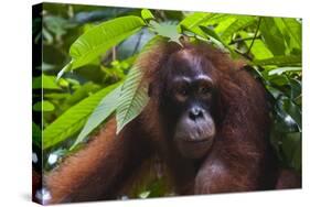 Orangutan (Pongo Pygmaeus) at the Sepilok Orangutan Rehabilitation Center-Craig Lovell-Stretched Canvas